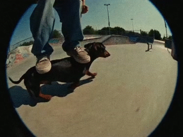 perro board skate surf tricks spectacle salto boing cascade roller sports saute tech 180 360