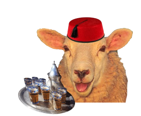 mouton cute animal maroc marocain fez the