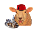 mouton-cute-animal-maroc-marocain-fez-the