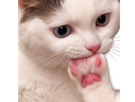 chat-patte-cat-mordre-griffes-martin-felin-toilette-dents-crocs