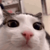 what-surpris-yeux