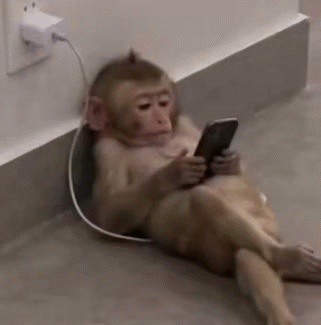 mono ape singerie calm chillax repos pause rest nap sofa bed sueno cama nite noche