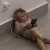 mono-ape-singerie-calm-chillax-repos-pause-rest-nap-sofa-bed-sueno-cama-nite-noche