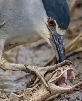 avale-dej-goute-midi-pred-plat-dine-yum-gobe-meal-4h-slurp-hungry-eagle-faucon