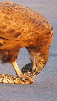 avale-dej-goute-midi-pred-plat-dine-yum-gobe-meal-4h-slurp-hungry-eagle-faucon