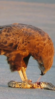 avale dej goute midi pred plat dine yum gobe meal 4h slurp hungry eagle faucon