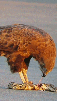 avale-dej-goute-midi-pred-plat-dine-yum-gobe-meal-4h-slurp-hungry-eagle-faucon