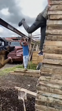 ragix perro ouaf rude ownd pwnd wasted egg burne brisax cock tob zob peanut fail