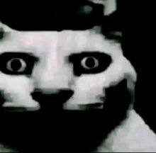 gato meow miaou mao katz kitty creep sourir jpg fear miedo flip muerto spook chok