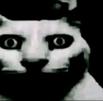gato-meow-miaou-mao-katz-kitty-creep-sourir-jpg-fear-miedo-flip-muerto-spook-chok