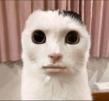 gato-meow-miaou-mao-katz-kitty-creep-sourir-jpg-fear-miedo-flip-muerto-spook-chok