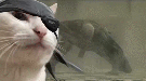 mg-ps1-oldfag-0ld-souvenir-memory-nostalgie-ocelot-konami-kojima-quiet-90s-tactic-hide-ammo
