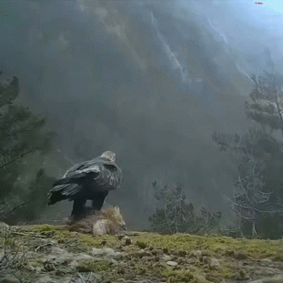 avale dej goute midi pred plat dine yum gobe meal 4h slurp hungry eagle faucon