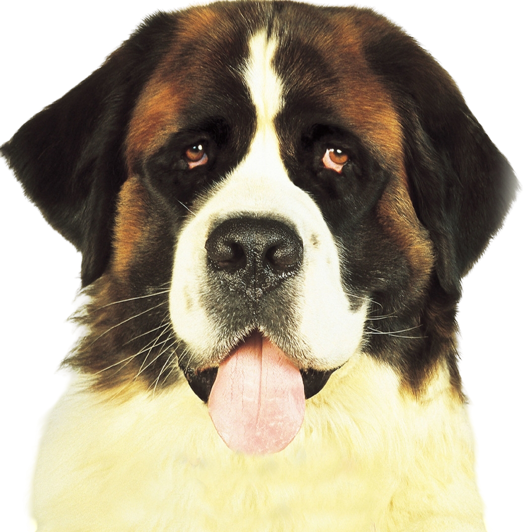 beethoven chien film pute