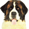 beethoven-chien-film-pute