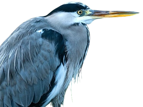 heron animal oiseau herons vole bec long plumes volatile volant piaf rapace ailes oeil knifos