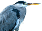 heron-animal-oiseau-herons-vole-bec-long-plumes-volatile-volant-piaf-rapace-ailes-oeil-knifos