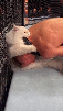 lutte-wwf-prise-tech-judo-jutsu-karate-krav-stade-champ-combo-ownd-pwnd-wasted-gato