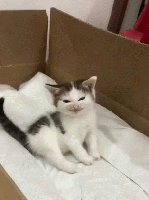 nyah mao miaou meow gato hum arf loco tarax susp pff smart malice conspi mala