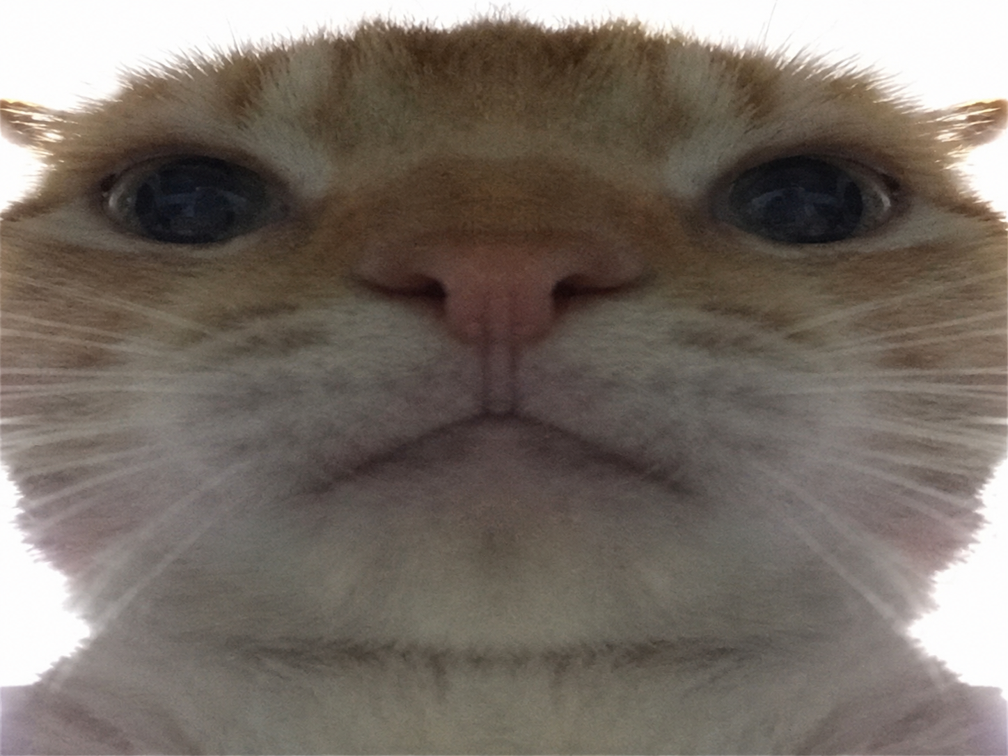 chat gros plan aya zoom ahi mepris