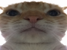 chat-gros-plan-aya-zoom-ahi-mepris