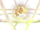 demeteros-landorus-landlos-pokemon-pkm-legendaire-genie-forces-de-la-nature-type-sol-vol-5g-unys-fertilite