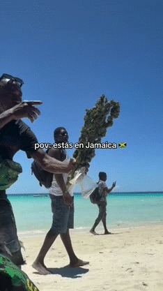 cig cana puff ocb ganja beuh def drug meth blunt herb cbd tabac bong thc