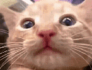 chat-chaton-crie-roux-miaou-miaule-hurle-miaouuu-mignon-cat-gif-orange-felin-cri-knifos