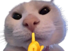 chat-chut-emoji-cat-chuuut-calma-calme-doigt-provocation-provoque-secret-tg-ta-gueule-knifos
