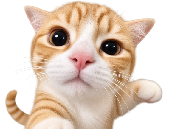 chat chaton combat fight se bat battre attaque offensive coup de poing patte roux knifos