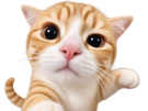 chat-chaton-combat-fight-se-bat-battre-attaque-offensive-coup-de-poing-patte-roux-knifos