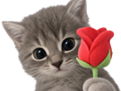chat-rose-chaton-mignon-saint-valentin-saint-valentin-cadeau-fleur-timide-cat-gentil-yeux-gris-knifos