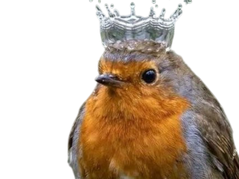 oiseau couronne deau d eau goutte