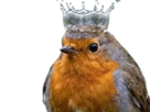oiseau-couronne-deau-d-eau-goutte
