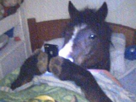cheval-telephone-portable-lit
