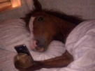 cheval-telephone-portable-lit