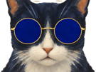 catharsis-cat