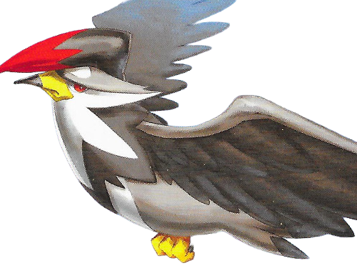 etouraptor staraptor mukuhawk pokemon pkm jeu anime type normal vol 4g sinnoh rapace