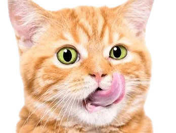 Sticker chat leche bave mate mater faim appetit miam envie roux desir orange excite langue knifos par Knifos