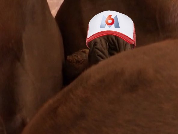 Sticker m6u amour est dans le pre couilles boules cheval casquette par AlgorithmeM6U