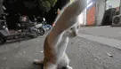 lutte wwf prise tech judo jutsu karate krav combo wasted knock kombat kungfu gato katz