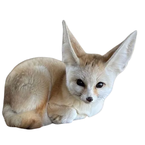 Sticker fennec cute mignon renard femdon boobs boob ass golden shower goldenshower feet foot babe risi par CimerLeCPAS