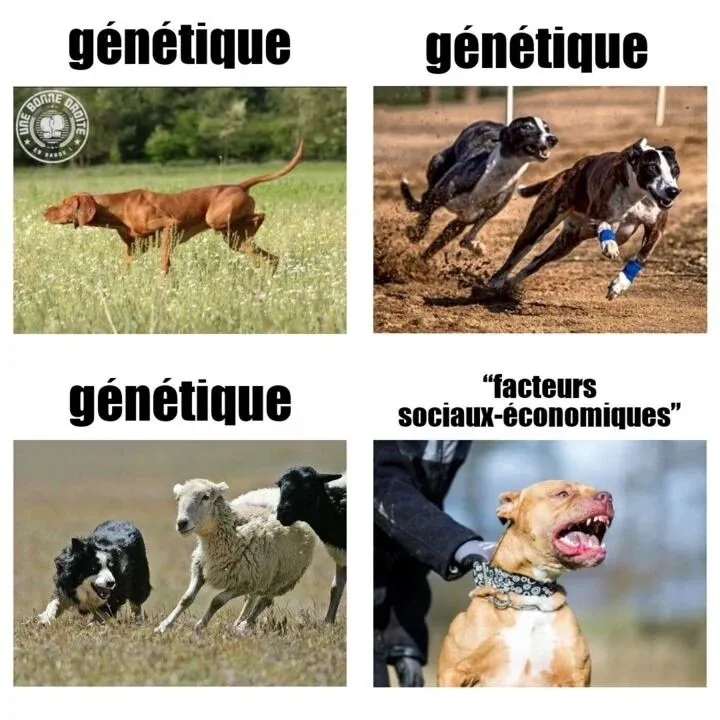 Sticker chiens pointer levrier border collie pitbull facteurs sociaux economiques race genes adn genetique par ProlapsusDeBHL