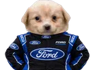 chien patron pilote ford