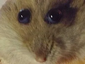 Sticker deishi hamster hampter tarax yeux explosion aled par Deishi