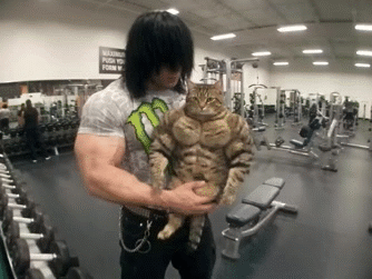 Sticker whey gainer gain bcaa prot body lafay squat lever seance salle gato katz meow miaou par glandilus
