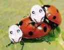 jeff the killer creepypasta insecte trauma peur baise bande cash
