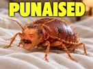 punaise de lit punaised