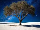 arbre desert fic bloop