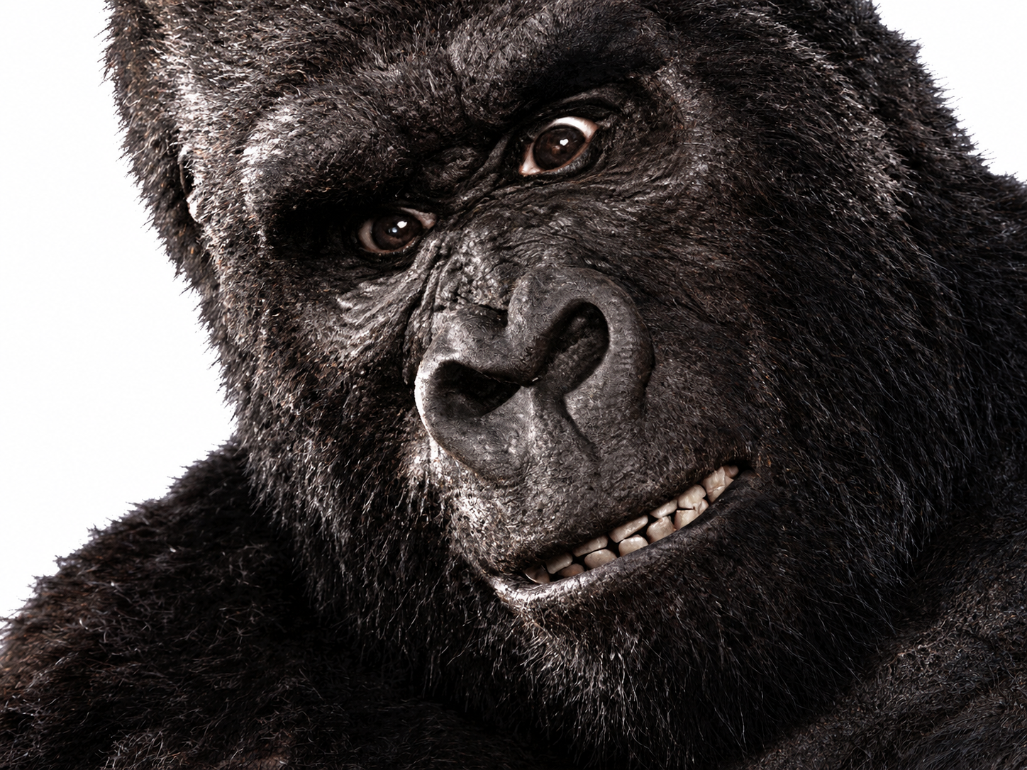 Sticker kingkong kong gorille singe primate monster monstre monsterverse godzillaxkong smile animal zoo par XDREAD